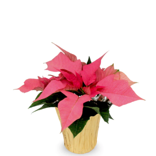 4.5inch poinsettia pots - pink 2.png