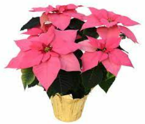 4.5inch poinsettia pots - pink.png