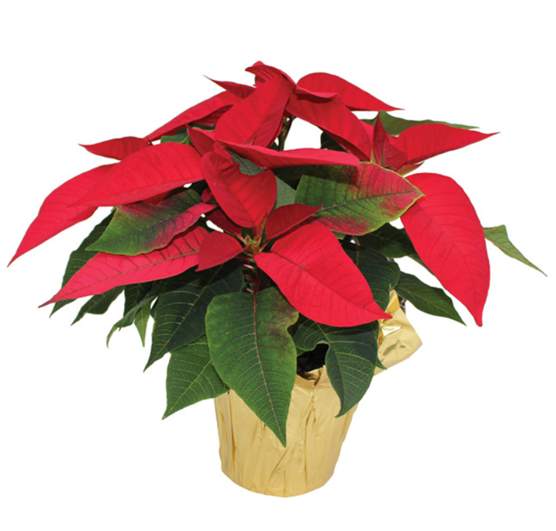 4.5inch poinsettia pots - red.png