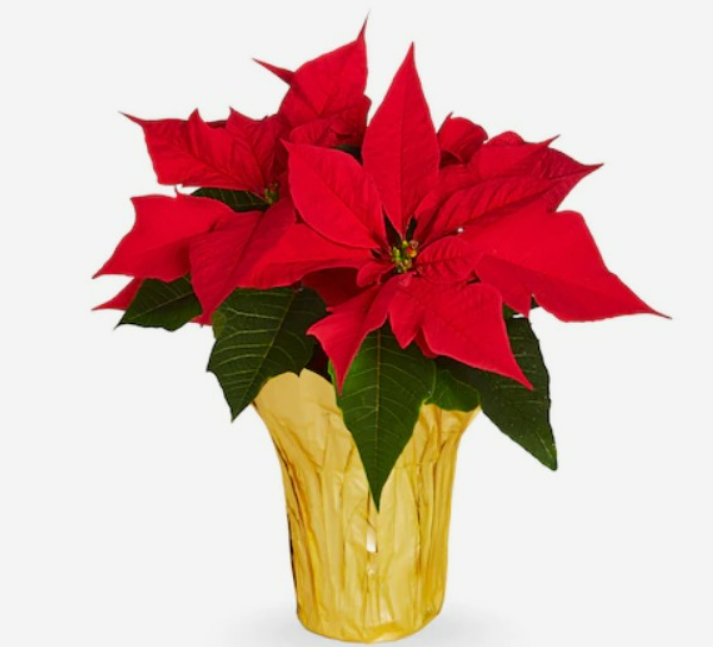 4.5inch poinsettia pots - red 2.png