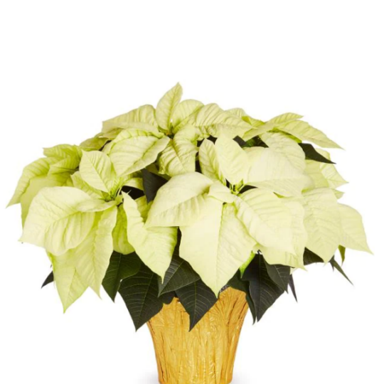 4.5inch poinsettia pots - white.png