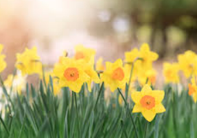 4inch Daffodil Bulb 2.png