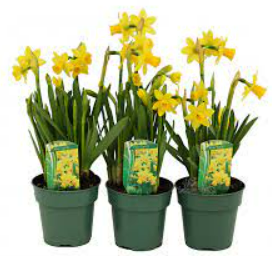 4inch Daffodil Bulb.png