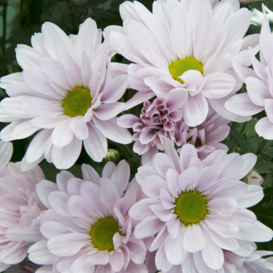 6inch Potted Mums - Purple.png