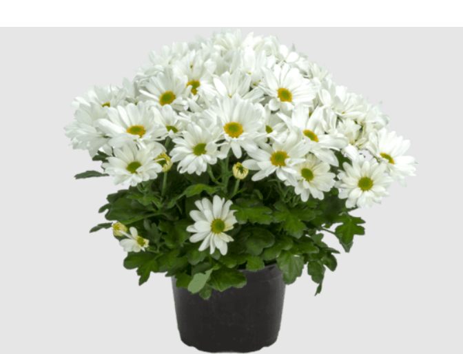 6inch Potted Mums - White.png
