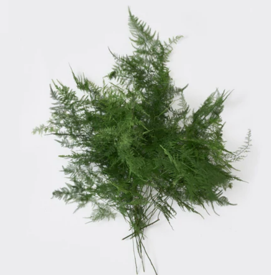 Asparagus Fern.png