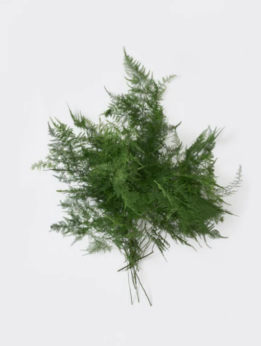 Asparagus Fern.png