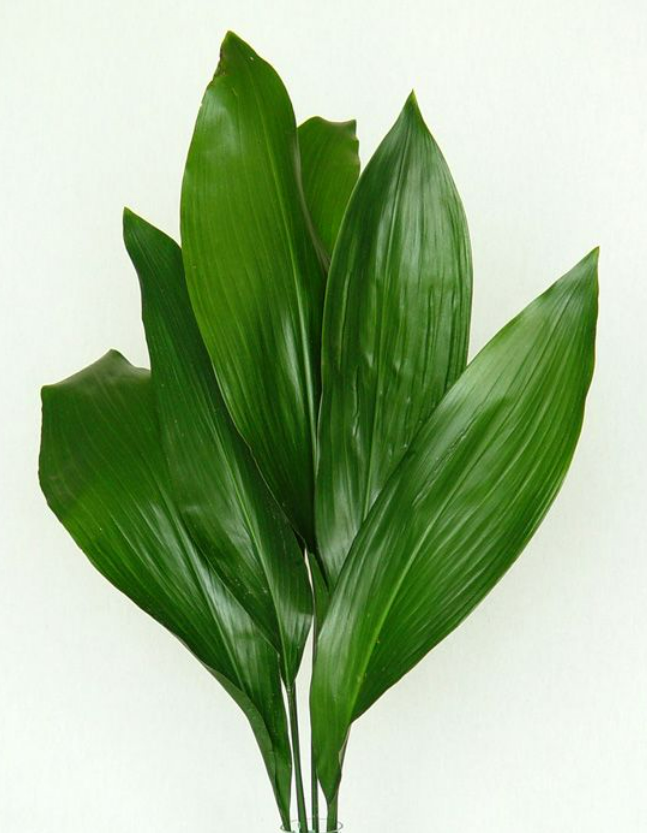 Aspedistra green.png
