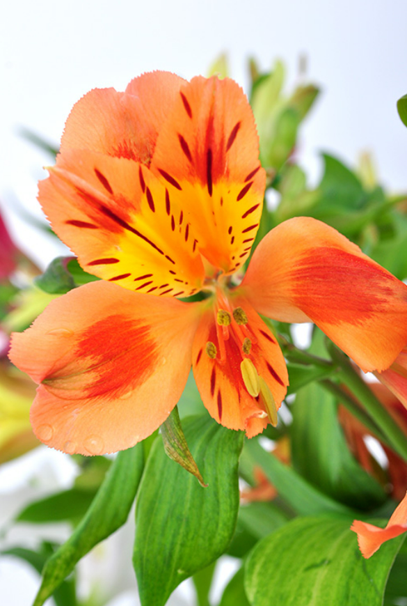 Astromeria - perfection orange.png