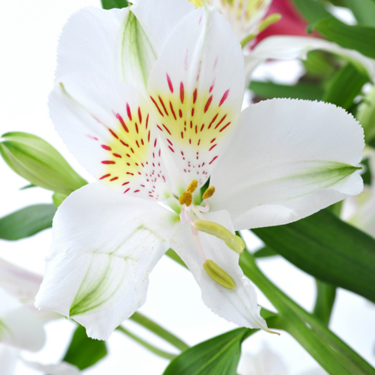 Astromeria - white .png