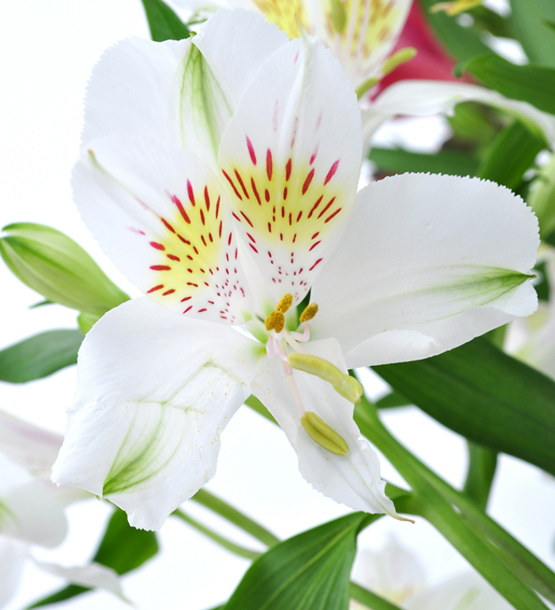 Astromeria - white .png