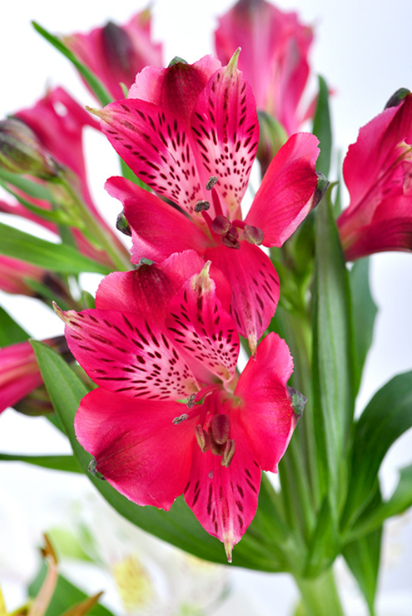 Astromeria Perfect Pink.png