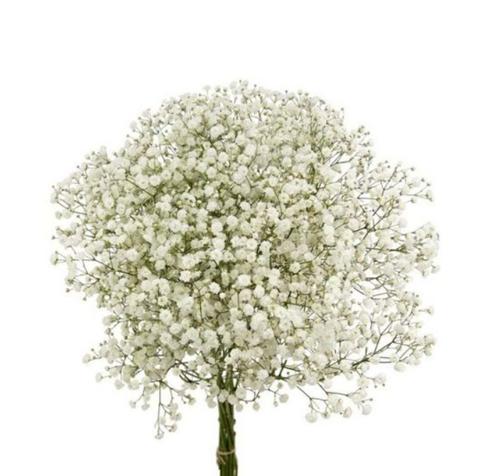 Baby's Breath Xlence 2.png