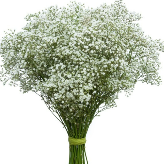 Baby's Breath.png 1.png