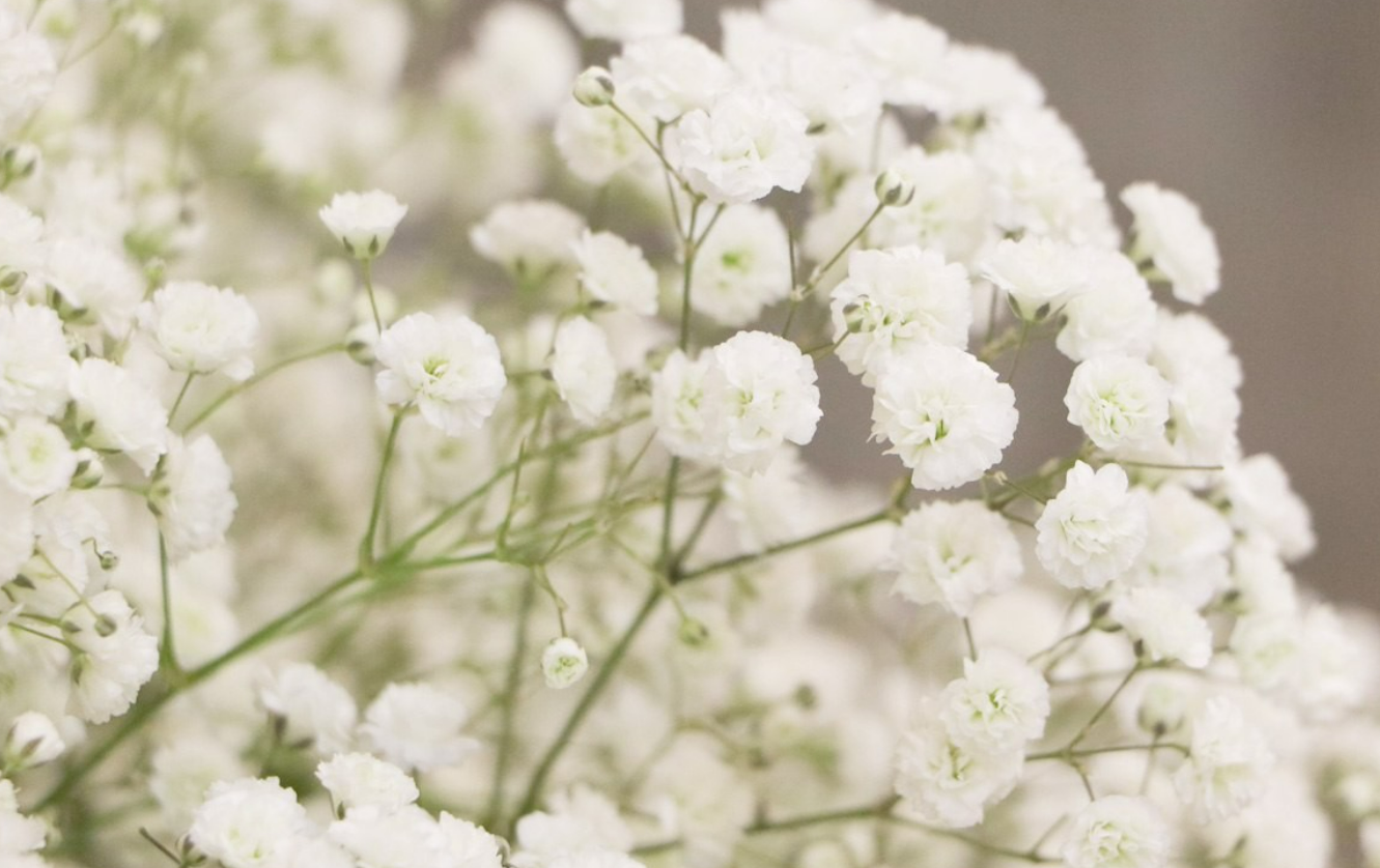 Baby's Breath.png 2.png