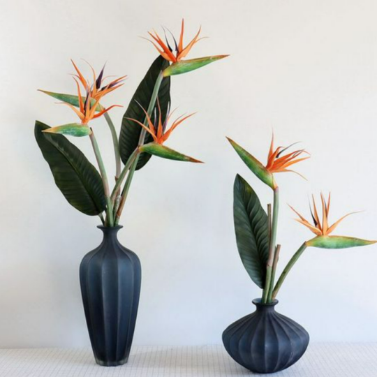 Bird of Paradise.png