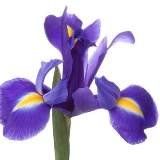 Blue Iris.JPG