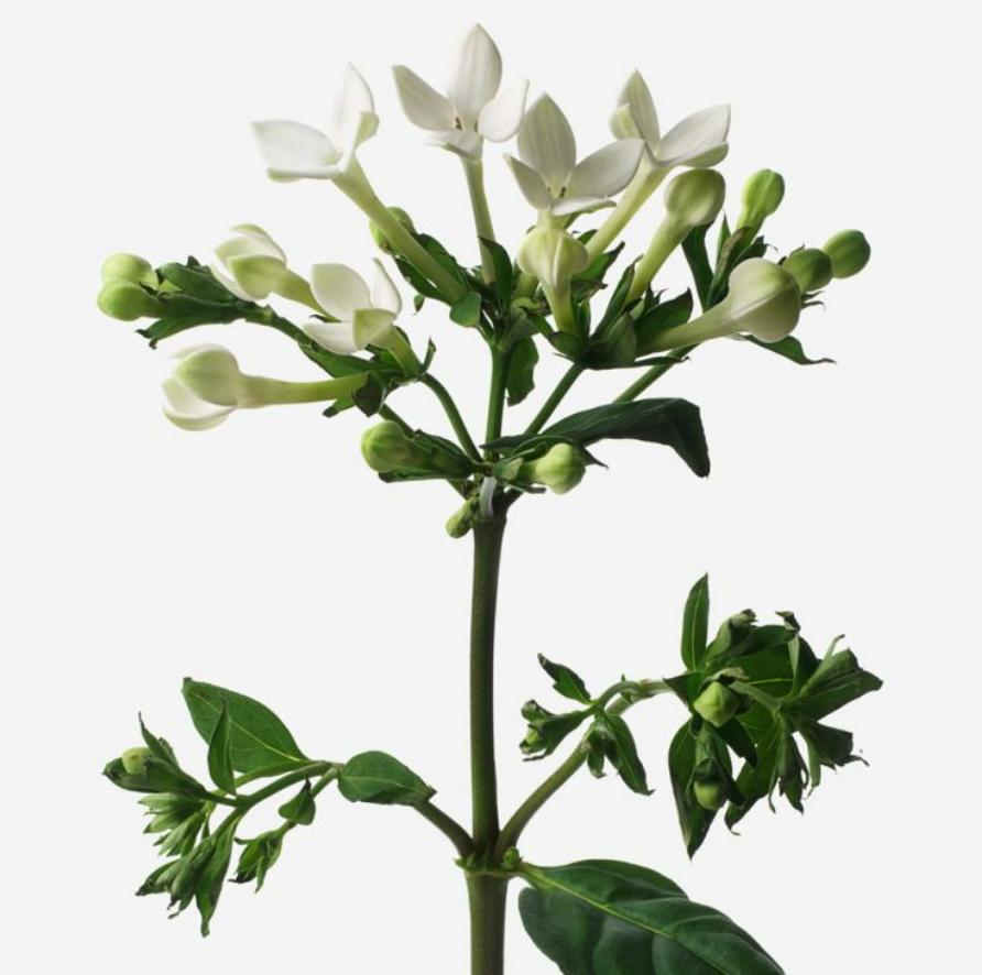 Bouvardia - White Stem.png