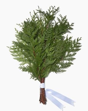 Cedar.JPG