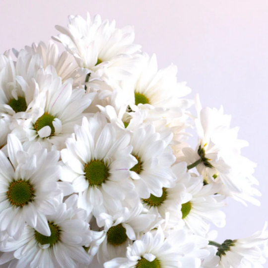 Chrysanthemum Daisy - White .png