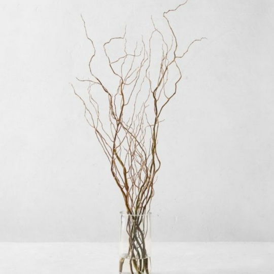 Curly Willow.png