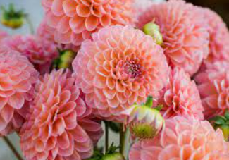 Dahlia - Nathalia G.png