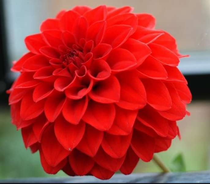 Dahlia - Red Cap.png