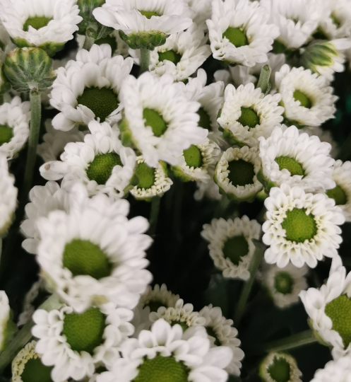 Daisy Micro White .png