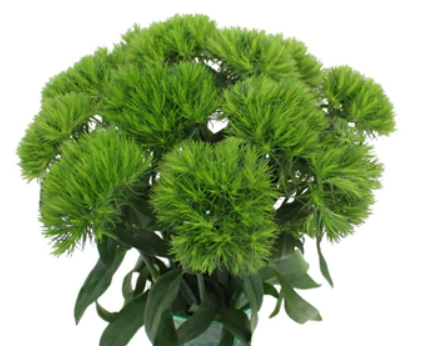 Dianthus Green Ball 1.png