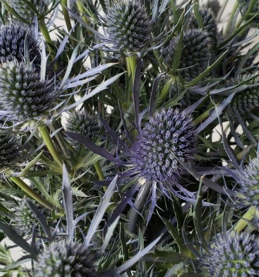 Eryngium .png