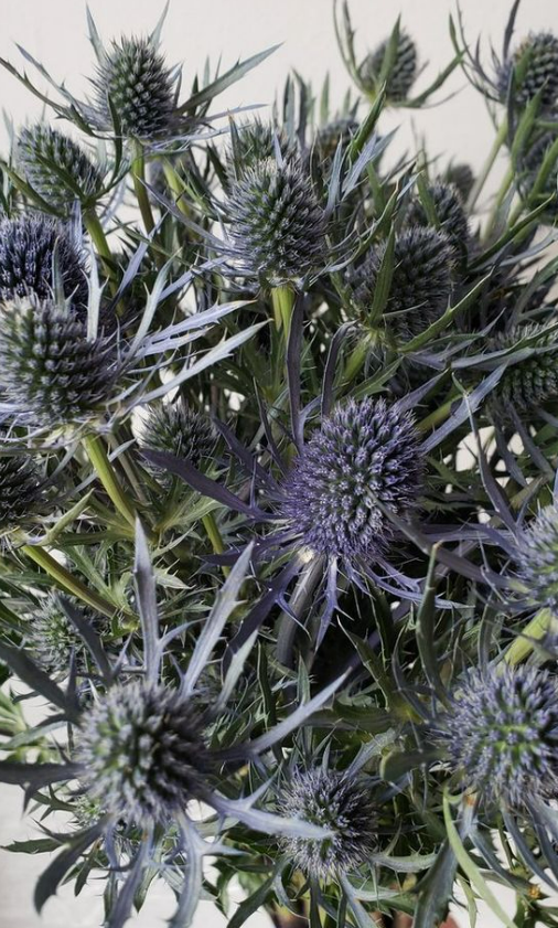 Eryngium .png