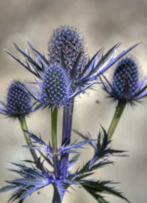 Eryngium Stems.png