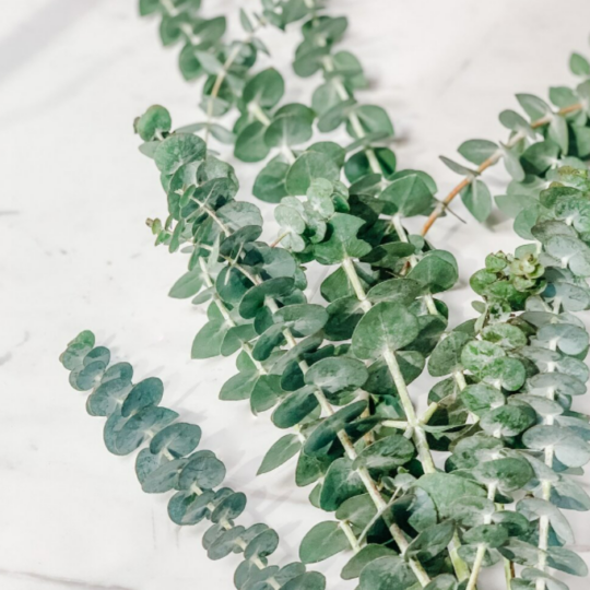 Eucalyptus Baby.png