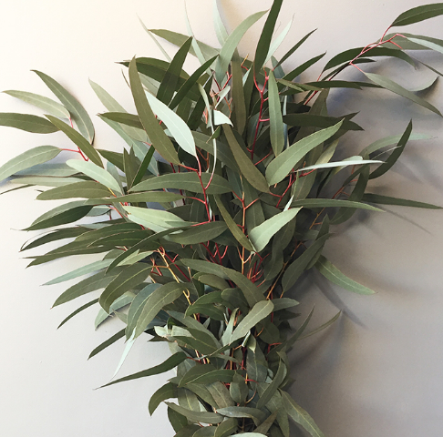 Eucalyptus Feather.png