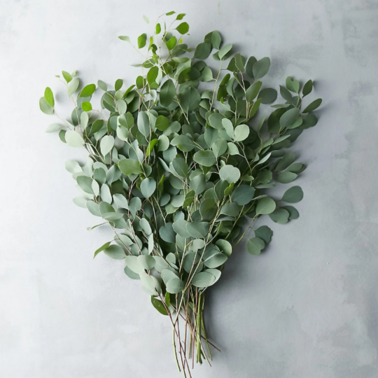 Fresh Silver Dollar Eucalyptus.png