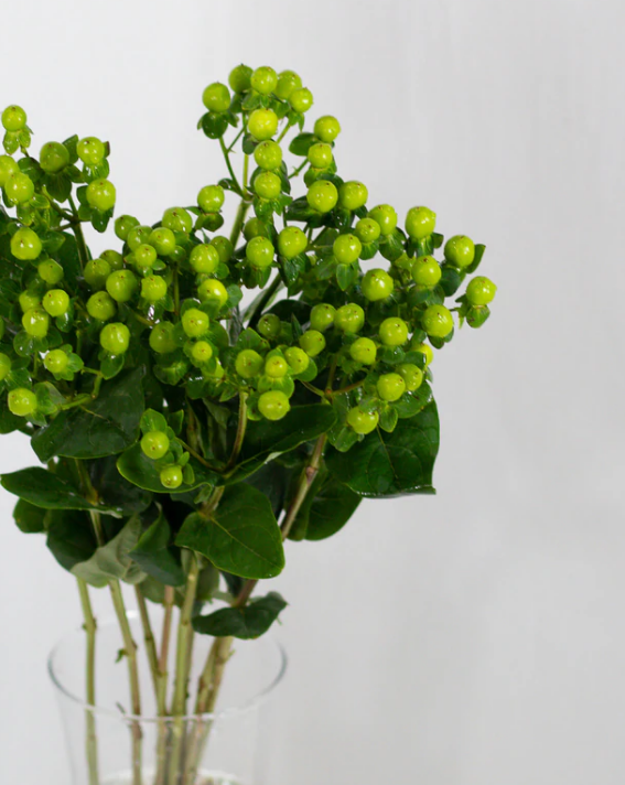 Green Hypericum.png