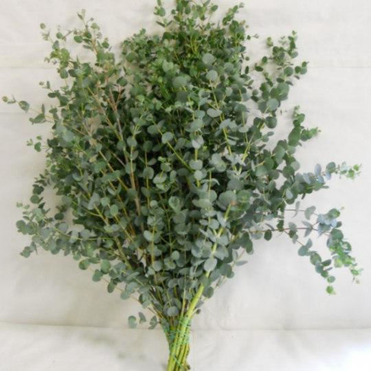 Gunnii Eucalytpus.png