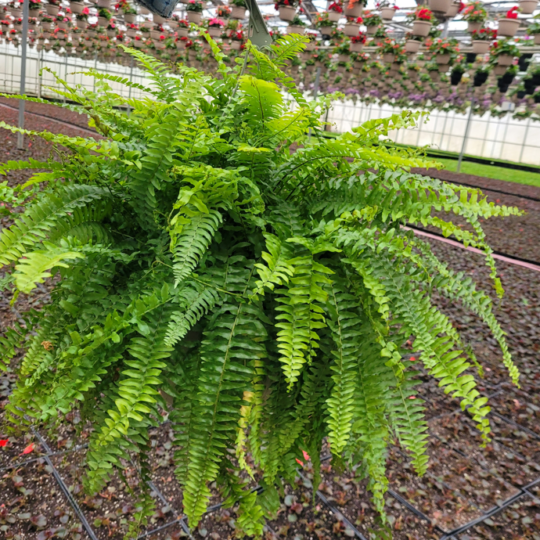 Hanging Basket - Fern.png