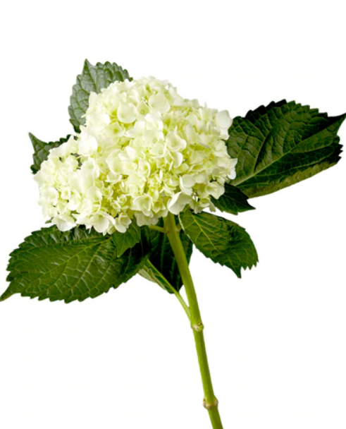 Hydrangea Green Mini.png