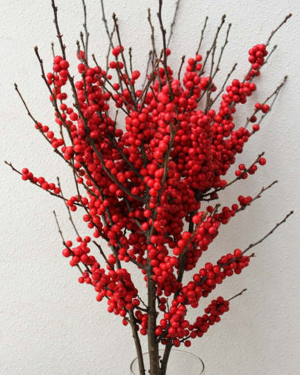 Ilex - 60 + 90cm.png