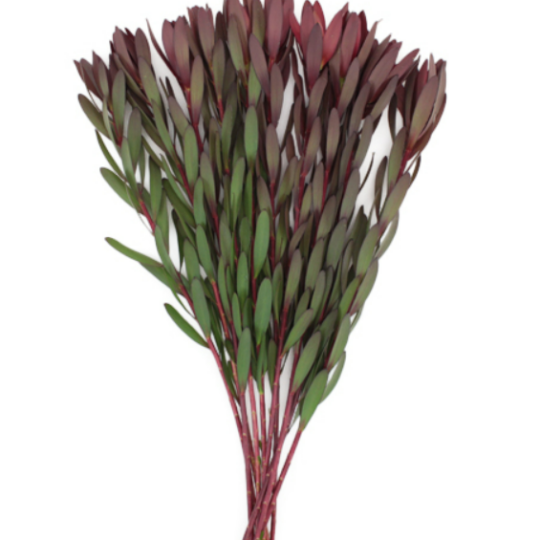 Leucadendron.png
