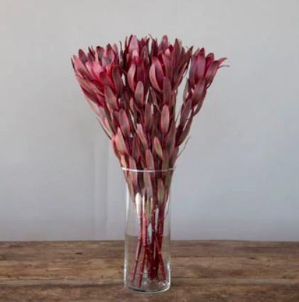 Leucadendron Jester.png