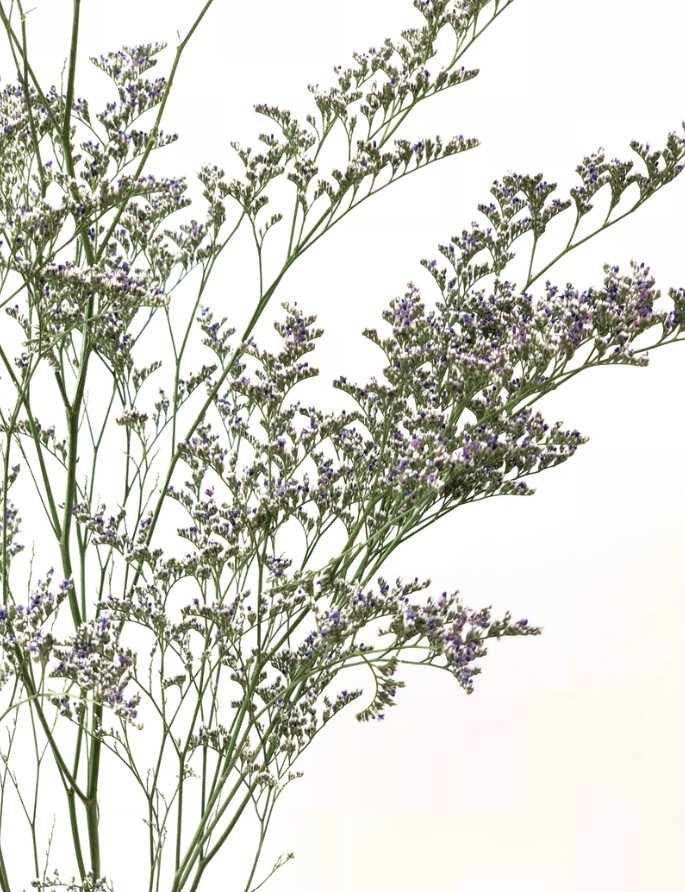 Limonium - Blue.png