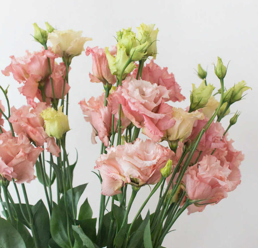 Limonium - Light Pink .png