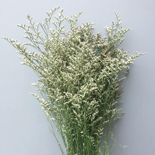 Limonium - White.png