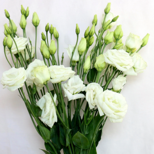 Lisianthus - White .png