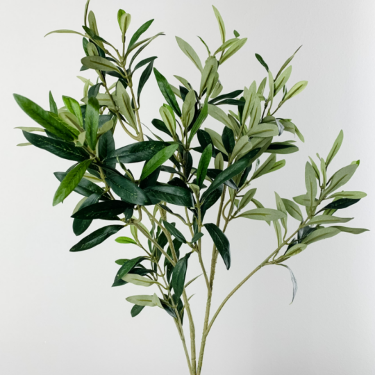 Olive Branches 2.png