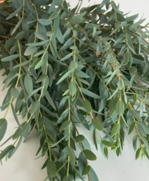 Parvifolia Euc.png