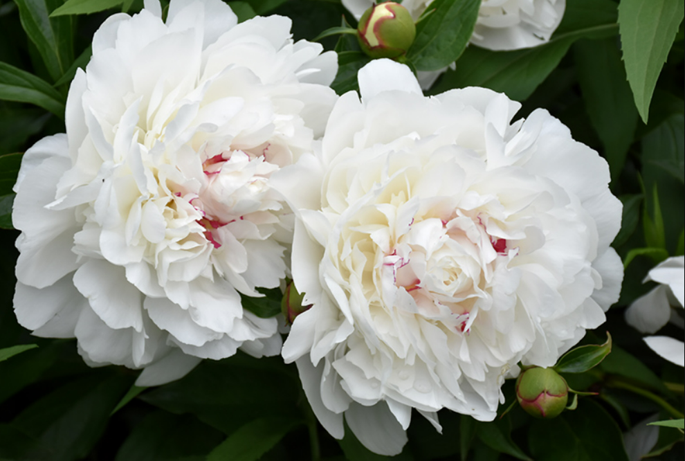 Peony - Festive Maxima .png