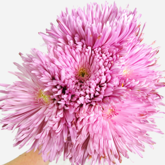 Pink Spider Mum.png